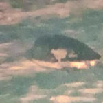 Albiren a Platja d’Aro, per primera vegada, una tortuga babaua intentant pondre ous