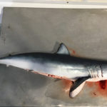 El taurons, una espècie en declivi al litoral de la Costa Brava tauró