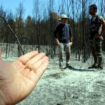 Investigadors de la UdG estudien com les cigales ajuden a regenerar els boscos afectats per incendis