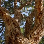 oak-1710777_1920
