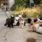 L’Ajuntament de Pals demana no alimentar als gats del carrer a casa pel compliment de l’ordenança municipal