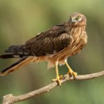 Rècord absolut de parelles d’esparver cendrós a Catalunya