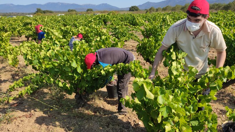 Veremadors a la vinya 'Camí de Mollet', a Garriguella - Imatge de DO Empordà