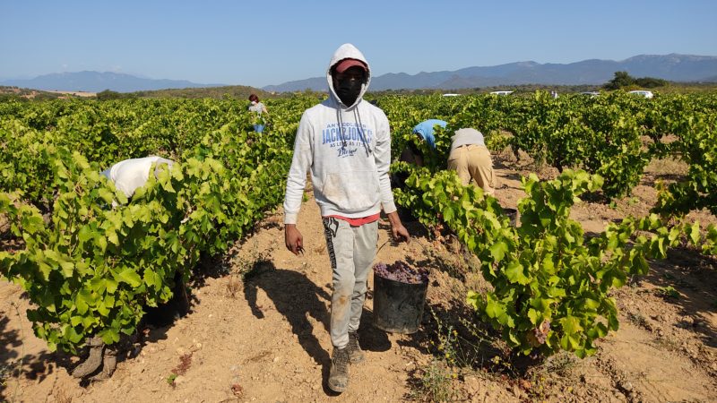 Veremadors a la vinya 'Camí de Mollet', a Garriguella - Imatge de DO Empordà