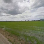 Macrobotellot a la zona protegida dels arrossars de Pals amb 500 persones en cotxe