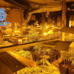 Desmantellen una nau industrial amb prop de 1.600 plantes de marihuana a Palamós