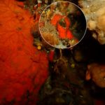 Denuncien l’espoliació dels últims exemplars de corall vermell en les aigües de Sant Feliu de Guíxols Corall Vermell