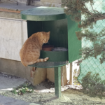 L’Ajuntament de Torroella vol frenar l’enverinament de gats de carrer enverinament de gats