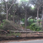 Denuncien una tala d’arbres a la pineda de la Fosca La tala d'arbres a la Pineda de la Fosca de Palamós. Imatge publicada el 7 de setembre del 2021, cedida a l'ACN