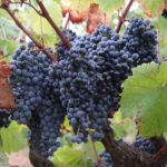 Festa Major, vi i Joel Joan: les activitats d’aquest cap de setmana al Baix Empordà