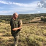 Instal·len un dispositiu de radioseguiment a 2 exemplars de duc al Baix Empordà duc bubo bubo