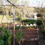 privat:-trobada-i-intercanvi-de-llavors-als-horts-municipals-de-mas-cabanyes-el-16-d’octubre