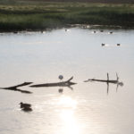 La sequera s’intensifica i empitjora al Baix Empordà