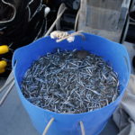 Aturen la pesca de sonso dos mesos abans del previst per falta de captures