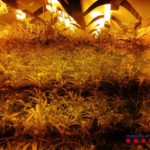 Descobreixen una plantació de marihuana en un magatzem agrícola de Mont-ras, per una falsa alarma marihuana mont-ras