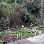 Palafrugell treballa per controlar i eliminar les plantes invasores que “amenacen” l’ecosistema del torrent de la Pedrosa