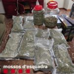Els Mossos desmantellen una plantació il·legal de camamilla a Sant Feliu de Guíxols