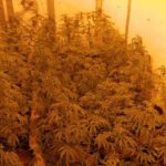 Desmantellen una plantació de marihuana potenciada a Cruïlles