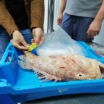 Palamós etiqueta 12 espècies de peix amb el codi QR palamós peix codi qr