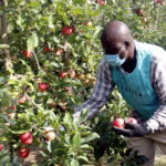 350 temporers vacunats a l’Empordà amb Janssen temporers vacunats a l'Empordà