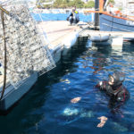 VÍDEO: Així protegeix el port de Sant Feliu de Guíxols els peixos més petits Submarinista Sant feliu biohuts
