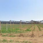 Els Mossos investiguen un home per matar un gos a Palau-sator