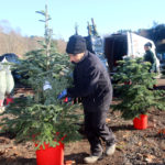 El cultivadors d’arbres de Nadal augmenten un 20% les vendes per la pandèmia i l’aposta pels avets ecològics avet de nadal