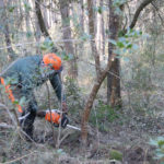 Tales selectives al parc natural del Montgrí i plantació de pins per regenerar la Duna Continental i protegir-la de focs tales montgrí