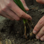 Calonge i Sant Antoni crearà horts “socials, ecològics i saludables” horts socials