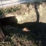 privat:-la-brigada-municipal-duu-a-terme-tasques-d’adequacio-i-neteja-a-la-riera-d’esclanya