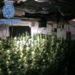 Dos detinguts per cultivar més de 500 plantes de marihuana sota una piscina d’un xalet de Platja d’Aro marihuana platja d'aro