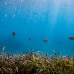 Palafrugell estudia les praderies de posidònia per millorar la conservació de la biodiversitat del seu fons marí praderies de posidònia