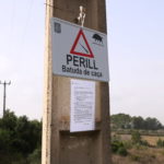 Batuda de senglars i ànecs collverds a la mota del riu Ter