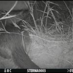 Gravat un exemplar de llúdriga al Parc dels Estanys a Platja d’Aro Llúdriga