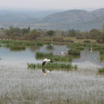 Un estudi afirma que els aiguamolls costaners mediterranis podrien desaparèixer abans de finals de segle Un grup de cigonyes als Aiguamolls de l'Empordà.