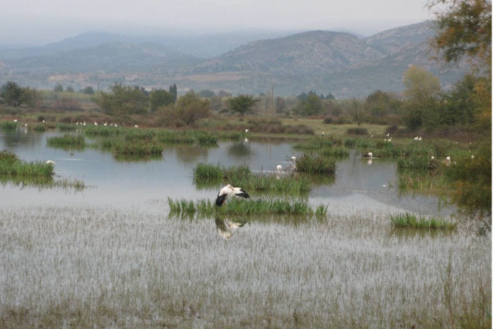 6d3cf7e7-01bf-49d5-82f0-011fb8c4936b Un grup de cigonyes als Aiguamolls de l'Empordà.