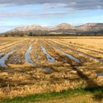 La Fira de l’Arròs de Pals torna després de 7 anys amb activitats familiars i culturals ArròsPalsDisset pagesos