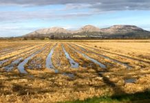 La Fira de l’Arròs de Pals torna després de 7 anys amb activitats familiars i culturals ArròsPalsDisset pagesos