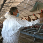 Intensifiquen els controls a les granges avícoles arran del brot de grip aviària als Aiguamolls