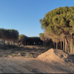 Veïns de Calonge denuncien la tala d’un centenar d’arbres d’una pineda per aixecar-hi pisos tala d'arbres calonge