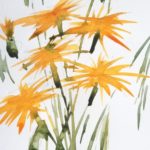 La sala de les Escoles Velles, de Begur, exposaran una mostra d’aquarel·les d’Eduard Calafell eduard calafell