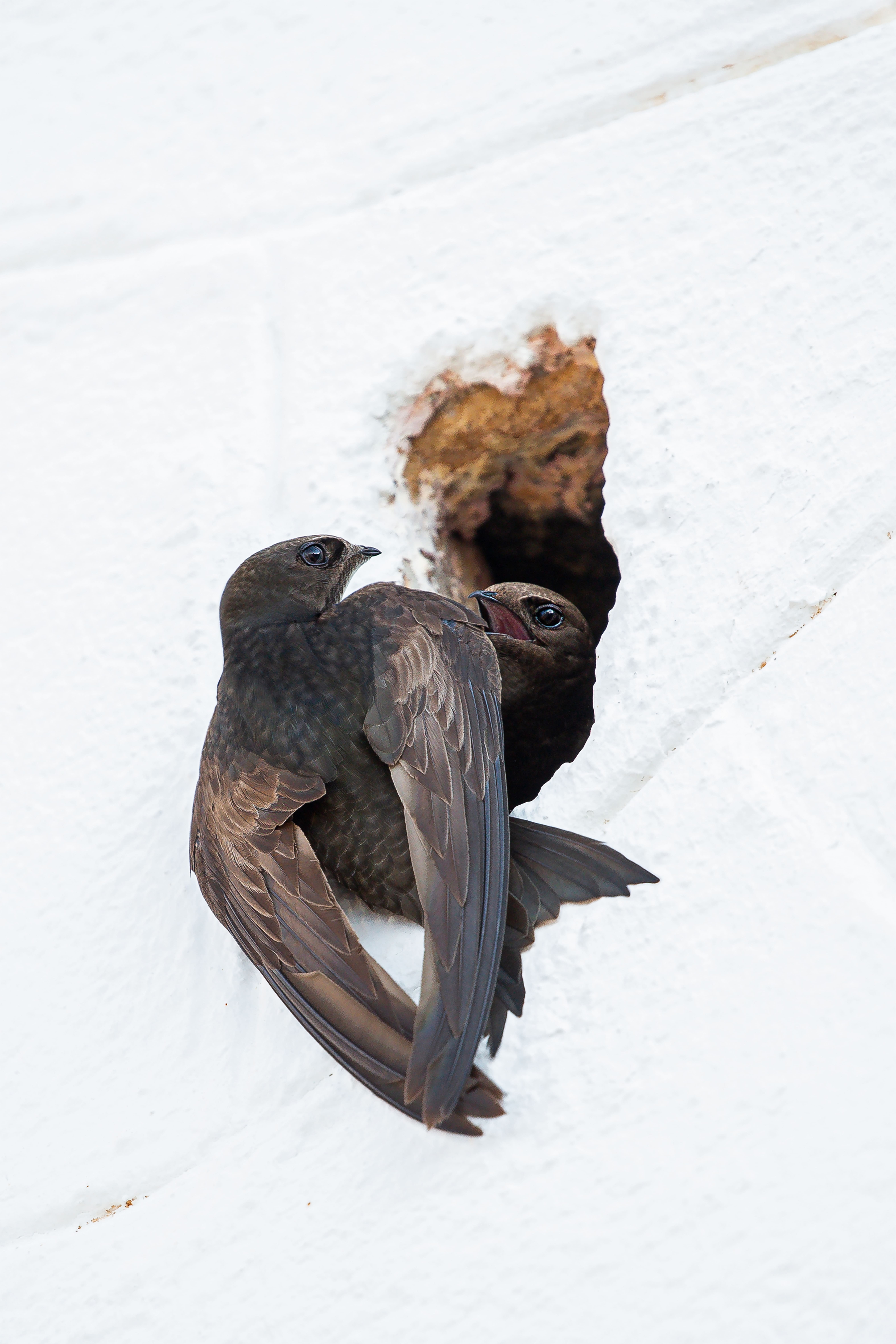 Palafrugell ja disposa d’un Pla del Verd i la Biodiversitat del municipi privat:-palafrugell-disposa-d’un-pla-del-verd-i-la-biodiversitat-del-municipi