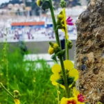 privat:-l‘ajuntament-actua-en-la-preservacio-i-la-millora-de-la-biodiversitat-urbana-de-la-ciutat