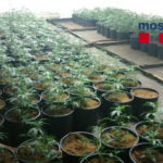 Desmantellen un cultiu de marihuana amb 574 plantes en una casa de Santa Cristina d’Aro marihuana santa cristina