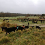 El Consorci de les Gavarres invertirà 356.000 euros en 44 actuacions aquest 2022 Un ramat d'ovelles pastura per un prat de les Gavarres Data de publicació: divendres 25 de març del 2022, 15:00 Localització: Cassà de la Selva Autor: Imatge cedida a l'ACN per la Diputació de Girona