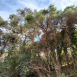 varwwwvhostsradiocapital.cathttpdocswp-contentuploads202203echo02_BOSC.jpg