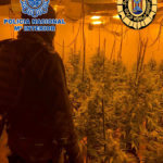 Desmantellat un cultiu de marihuana a Platja d’Aro amb un laboratori sofisticat per aconseguir collites exprés Un policia nacional entra a la plantació de marihuana hidropònica desarticulada a Platja d'Aro. Data de publicació: dilluns 11 d’abril del 2022, 10:38 Localització: Platja d'Aro Autor: Policia Nacional