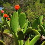 privat:-l’ajuntament-recomana-als-propietaris-de-finques-privades-amb-opunties-(figues-de-moro)-afectades-per-la-plaga-de-la-caparreta-vermella,-que-actuin-per-eliminar-la
