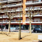 privat:-l’ajuntament-ha-realitzat-la-plantacio-anual-d’arbrat-viari-i-de-zones-verdes