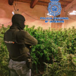 Desmantellen una plantació de marihuana a Sant Feliu de Guíxols amb més de 1.500 plantes Imatge d'un dels agents amb la plantació de marihuana desmantellada a Sant Feliu de Guíxols Data de publicació: dijous 07 d’abril del 2022, 10:21 Localització: Sant Feliu de Guíxols Autor: CNP